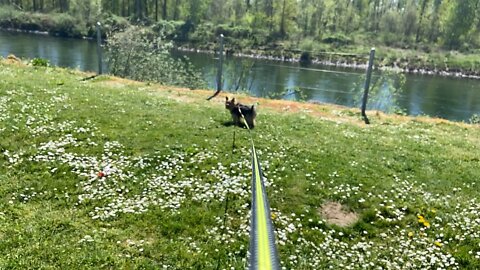 Colby enjoying green grass along Santiam river