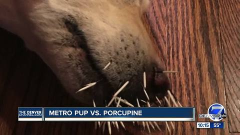 Highlands Ranch woman’s dog attacked by porcupine