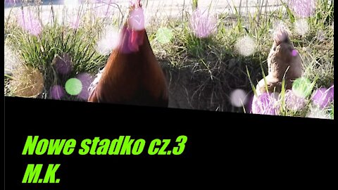 Nowe stadko cz.3