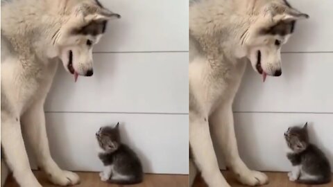 Dog and cute kittens