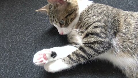 Adorable Baby Cat Plays With His Mouse and Falls Asleep