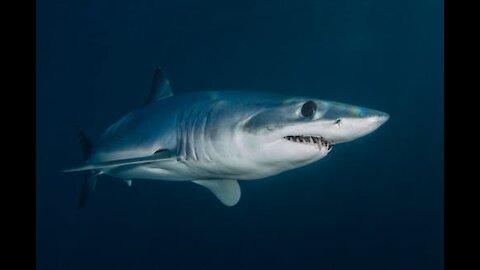 A Shark Under Water Showing Off Its Scary Teeth