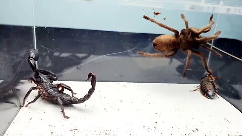 SCORPION vs TARANTULA SPIDER FIGHTING FOR PREY, who will win? Insect Stories-8