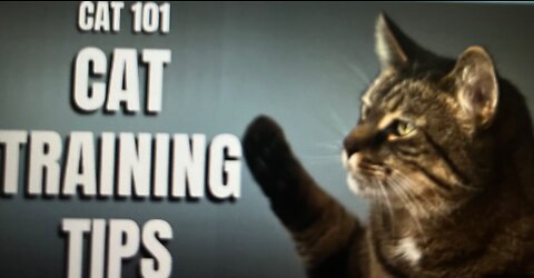 Cats 101 : Basic Cat Training Tips