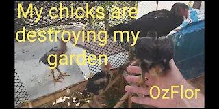 My chicks got in my garden again destroying my new veggies I sow recently