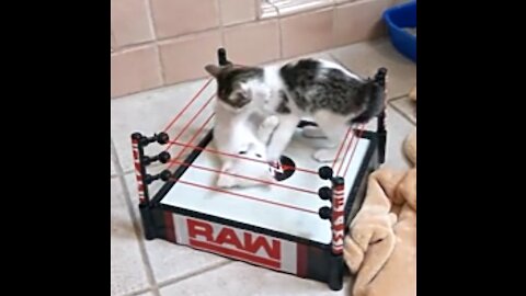 Cat fighting 3