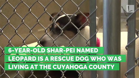 6-Year-Old Shelter Dog Helps Rescue Young Cat Trapped in Sewer