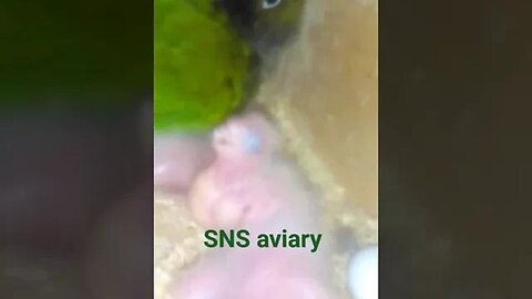 Green cheek conure breeding in 2019. old memories