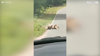 Un gardien de zoo sauve un faon prisonnier d'un boa constrictor