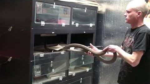 Black Mamba bites man twice and he survives!