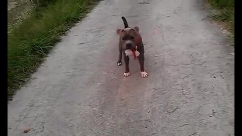 pitbull tries to attack man