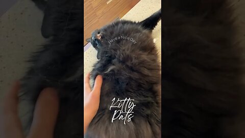 Kitty pats