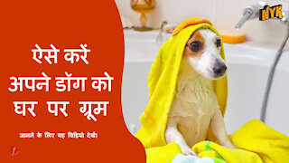 अपने pet डॉग को घर पर ग्रूम करने के लिए टॉप 4 टिप्स