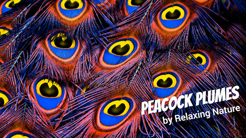 Peacock Plumes - 60 minutes of Beautiful, Relaxing Music for Study, Work, Meditation, Sleep