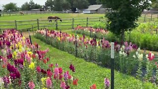 Taking care of plants in excessive heat