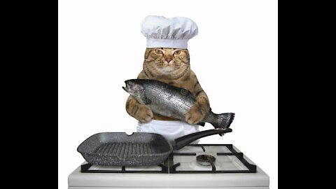 Taking_things_next_level_#thatneverhappened_#thatlittlepuff#cook cat_#shorts