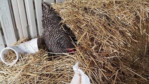 We were SHOCKED to find this in our DUCK coop #animals #homesteading