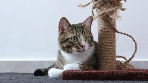 Cute Little Cat Sits on His Scratching Post