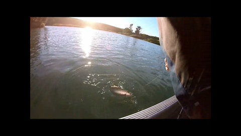 Landing an 18" Trout