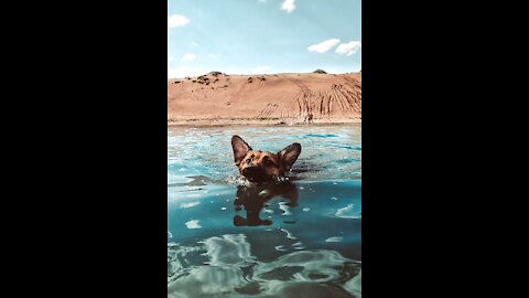 How to make a dog swim (easy)