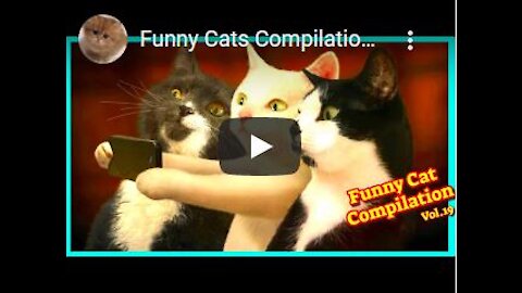 Funny Cats Compilation 😻#Catfunnyvideos 🐱 Funniest Cats