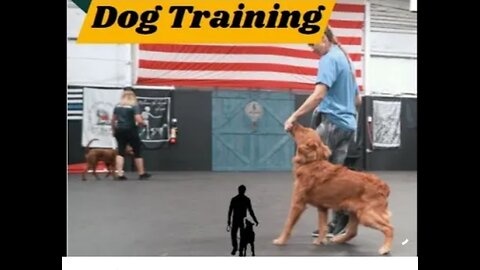 Dog training