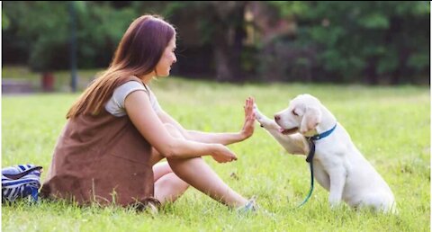 TOP 10 Essential Dog Training Commands Every Dog Should Know!