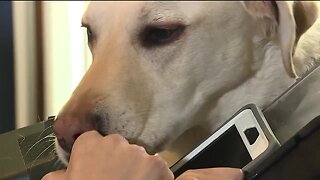 Dog from viral video is service animal for recent college graduate