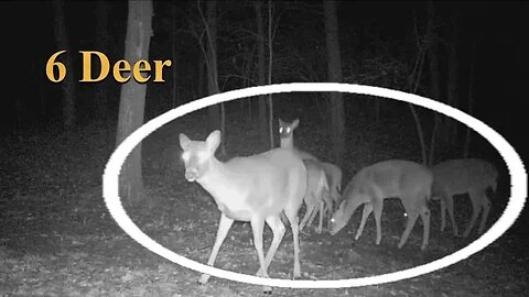 A group of deer at the mineral block