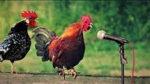 Chicken Song and Dancing Rooster - Funny Chicken