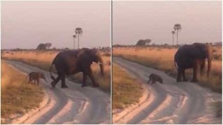 Cucciolo di elefante inciampa teneramente sulla sabbia