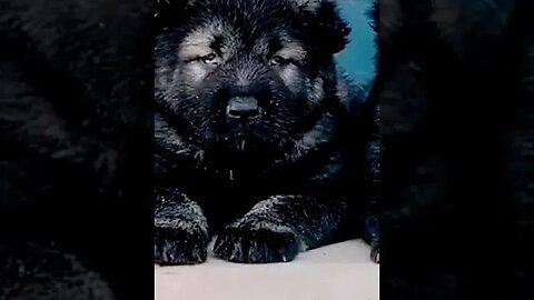 Bear Cub Or Giant Puppy?!? #shorts #trending #youtube #viral #puppy #cutedog