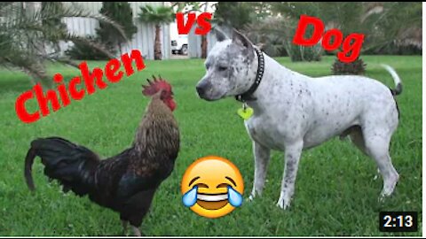 Chicken VS Dog & Cat Fights - Funny Fights Video