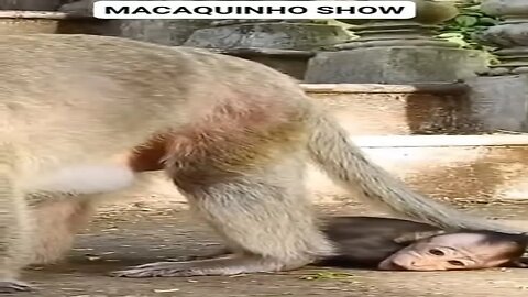 Macaquinho Fazendo Birra - Fabuloso Mundo Animal