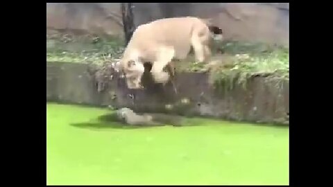 Lioness Fights to Save Cub