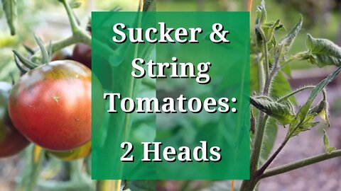 Sucker & String Train Tomatoes: 2 Heads