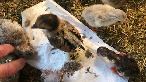 Removed hatchlings from their shells to stop them from shrink wrapping.