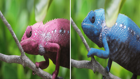 Chameleon Changing Color...OMG!