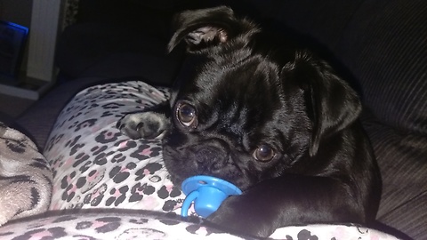 Pug puppy loves to suck on pacifier