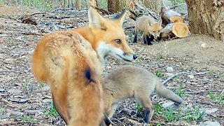 Fox Pup Doesn’t Want to Share a Goose Egg