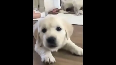 Funny and Cute Golden Retriever Puppy Moments Compilation