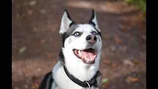 Husky wants owner's chicken instead of its own