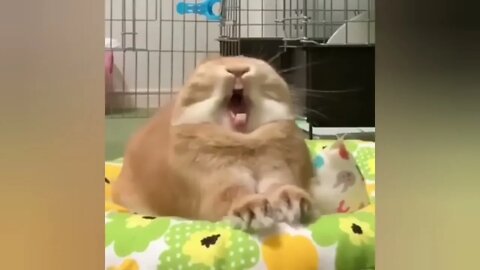 Funny videos of little bunnies 🐇 cute bunnies