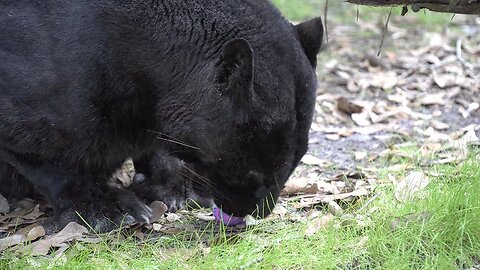 BIG Cats Eat Easter Eggs