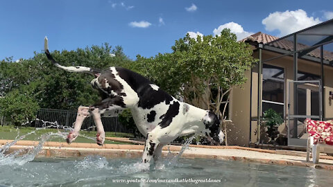 Great Dane interrupts pool time to go on patrol