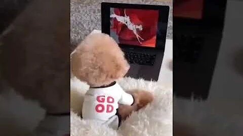 Cute puppy watching cartoons