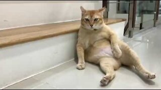 This lazy cat lies around in a weird position