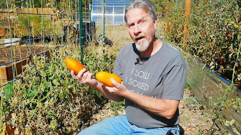 How to Save Cucumber Seeds