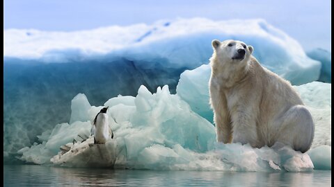 Polar beer | rare ice beer | enjoy european white polar bear