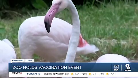 Cincinnati Zoo offers free admission to people getting vaccinated on-site today